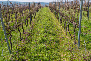 Fototapeta na wymiar Looking through the vines of a vineyard in Rheinhessen/Germany on a sunny spring day