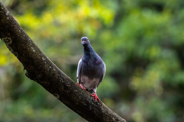 Domba in a park in Brazil