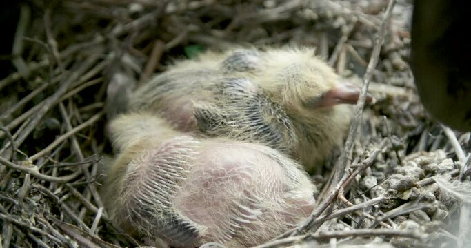 Squab baby pigeons in nest