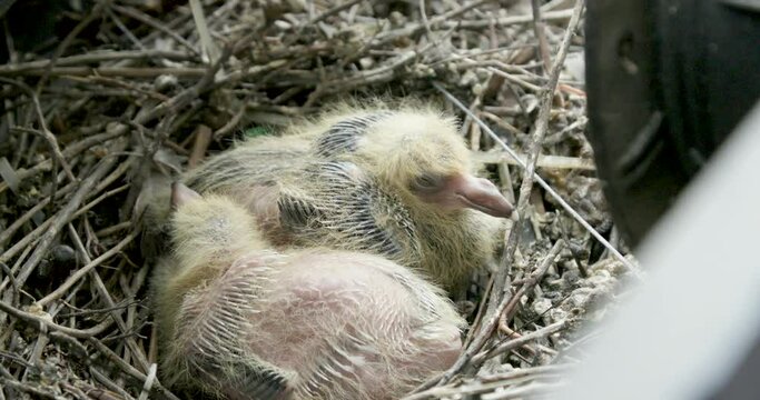 Pigeon hatchlings in nest
