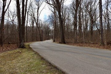 The long empty road in the forest on a sunny day.
