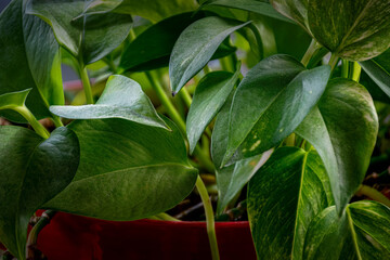 Shades of Green.  House Plant vine displays multiple shades of green as the morning sun hits it in our House in Windsor in Upstate NY.