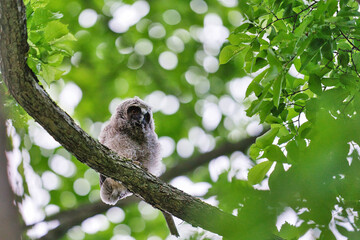 北海道の6月、トラフズクのヒナ。
