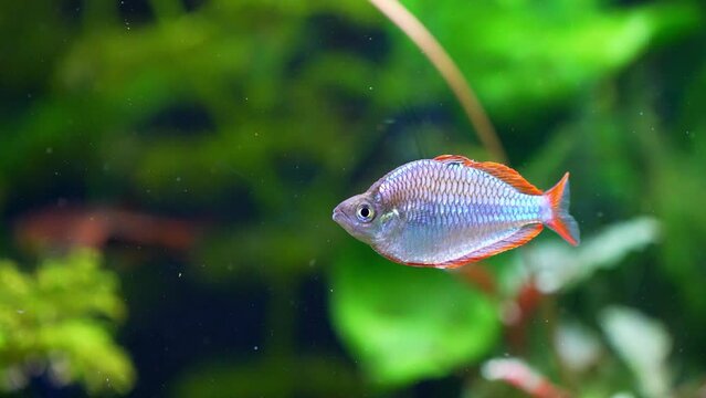 Neon Dwarf Rainbowfish (Melanotaenia praecox)
