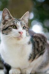 森の中でまっすぐ遠くを見つめる子猫