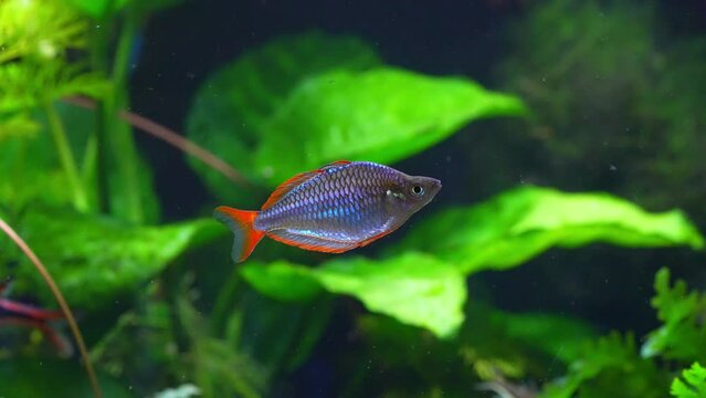 Neon Dwarf Rainbowfish (Melanotaenia praecox)