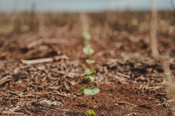 soybean plant seedling 