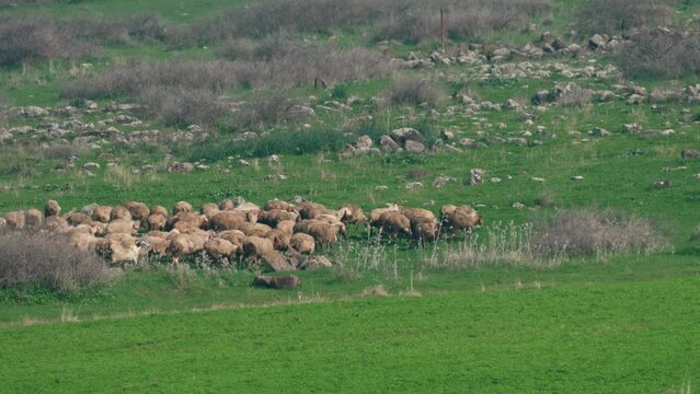 A herd of sheep grazing in the Golan Heights