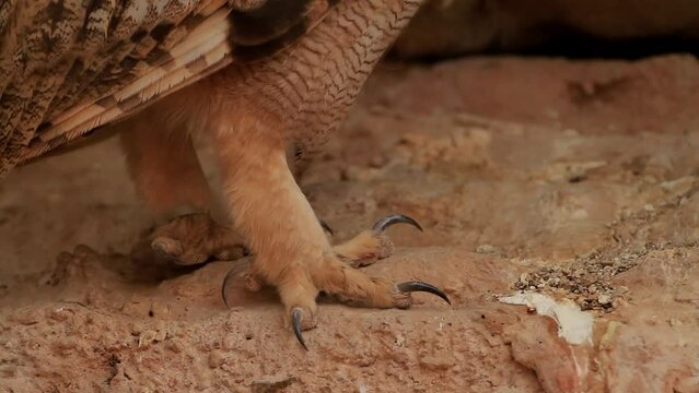 Eurasian eagle-owl (Bubo bubo)Close-up feet with claws