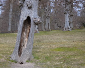 Old hollow poplar tree