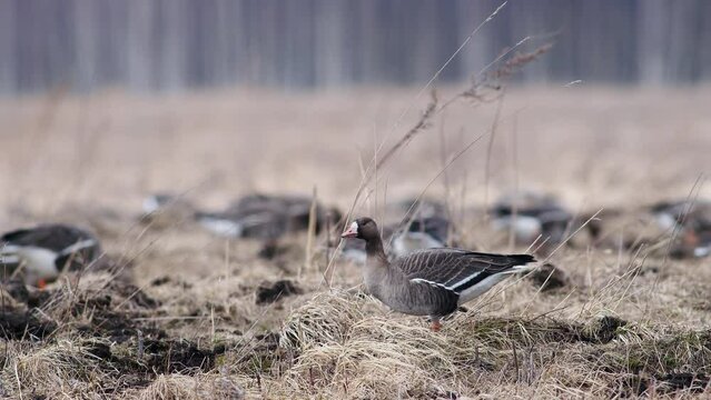 Large flock of white-fronted and other geese during spring migration resting and feeding on meadow take off