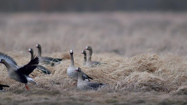 Large flock of white-fronted and other geese during spring migration resting and feeding on meadow take off