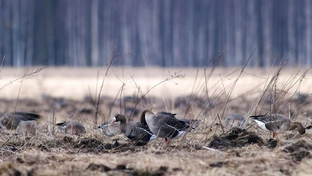 Large flock of white-fronted and other geese during spring migration resting and feeding on meadow take off