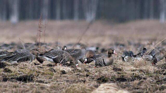 Large flock of white-fronted and other geese during spring migration resting and feeding on meadow take off