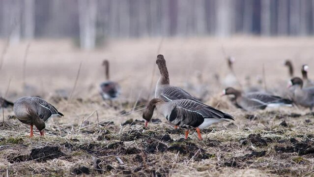Large flock of white-fronted and other geese during spring migration resting and feeding on meadow take off