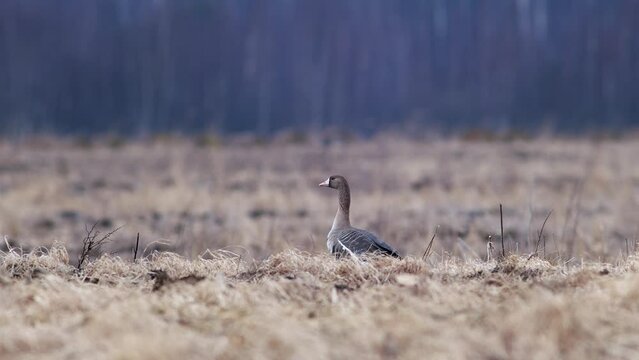 Large flock of white-fronted and other geese during spring migration resting and feeding on meadow take off