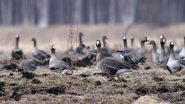 Large flock of white-fronted and other geese during spring migration resting and feeding on meadow take off