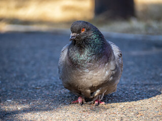 Gray dove is looking at the camera outdoors. Close-up.