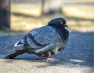 Gray dove is looking at the camera outdoors. Close-up.