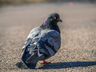 Gray dove is looking at the camera outdoors. Close-up.