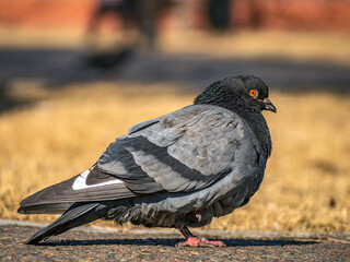 Gray dove is looking at the camera outdoors. Close-up.