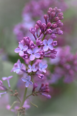 close up of lilac flowers