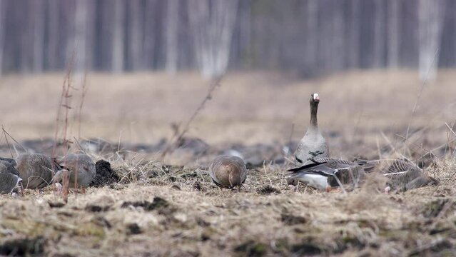 Large flock of white-fronted and other geese during spring migration resting and feeding on meadow take off