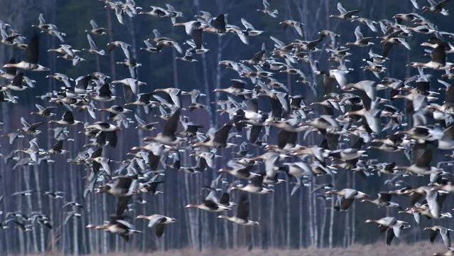 Large flock of white-fronted and other geese during spring migration flying over meadow take off