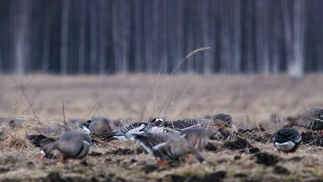 Large flock of white-fronted and other geese during spring migration resting and feeding on meadow take off