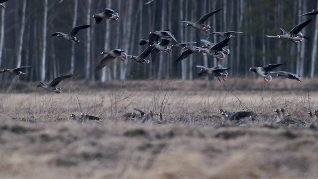 Large flock of white-fronted and other geese during spring migration resting and feeding on meadow