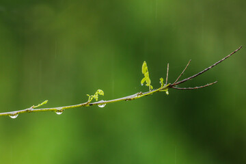 gotas de agua