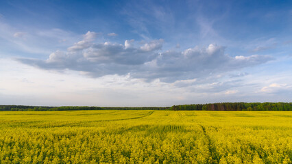 field of yellow rapeseed and blue sky in Ukraine