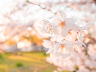 【春】夕方に咲くソメイヨシノの桜の花