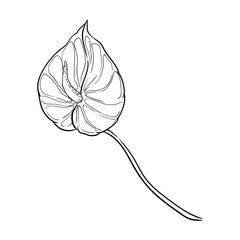 Calla lily or anthurium. Isolated hand drawn vector illustration.