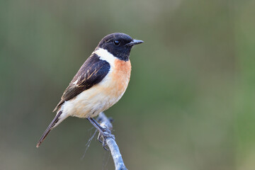 easterns tonechat (saxicola maurus) black head and wings with fine brown chest to belly bird perching on thin branch over blue green background