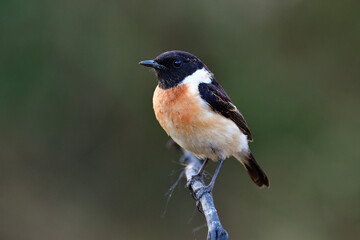 easterns tonechat (saxicola maurus) lovely black head bird with sharp eyes on twig
