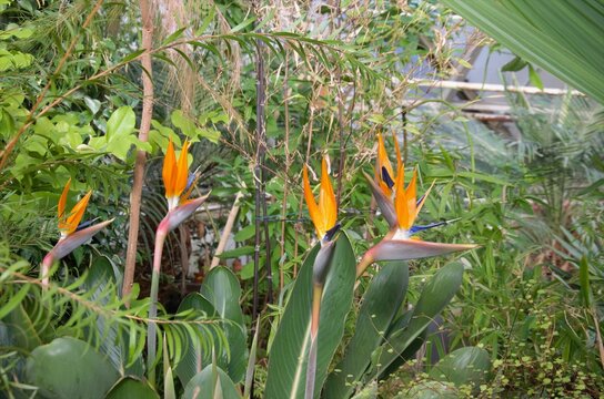 Strelitzia is a herbaceous perennial beautiful unusual plant. Interesting orange flower as a bird of paradise