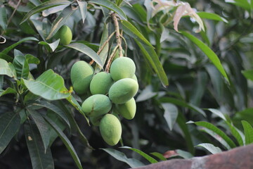 A bunch of green mangoes hanging on tree 