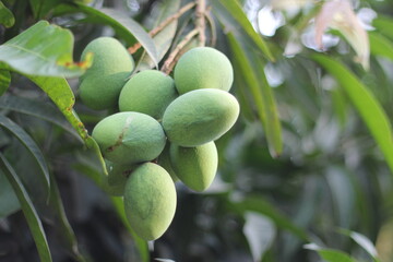 A bunch of green mangoes hanging on tree 