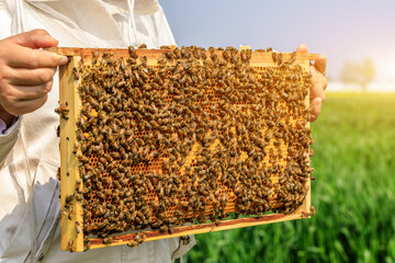 Beekeeper harvests honey. A hive full of bees. Beekeeper inspects the hive.