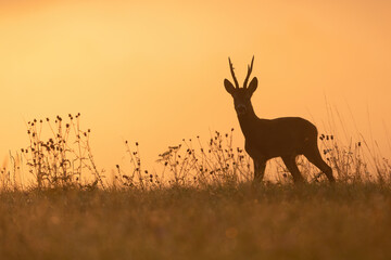 Silhouette of roe deer, capreolus capreolus, buck standing on a horizon backlit at sunset in summer. Outline of wild mammal with antlers in countryside with copy space.