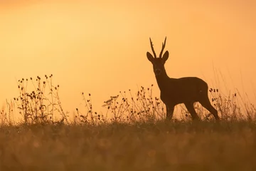 Fototapeten Silhouette of roe deer, capreolus capreolus, buck standing on a horizon backlit at sunset in summer. Outline of wild mammal with antlers in countryside with copy space. © WildMedia