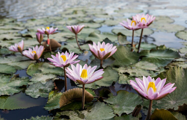 A view of lotuses with pink petals and yellow stamens blooming beautifully. - Powered by Adobe