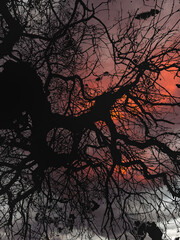 Folk Horror Aesthetic Inspired Spanish Chestnut Tree.