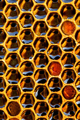 Honeycomb with honey as very nice natural background. Bee hive background texture and pattern.