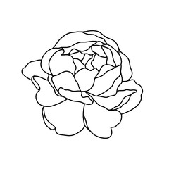 Peony line Art