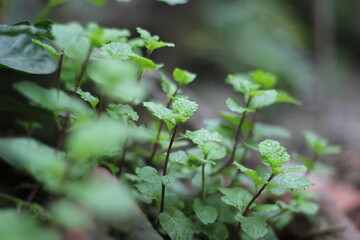 Green mint leaves growing in the backyard