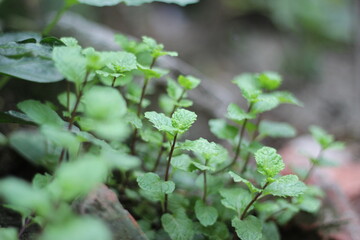 Green mint leaves growing in the backyard