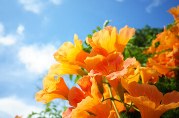 オレンジ色のノウゼンカズラと夏の青空