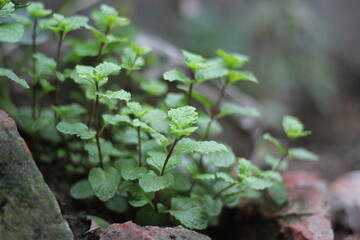 Fototapeta premium Green mint leaves growing in the backyard